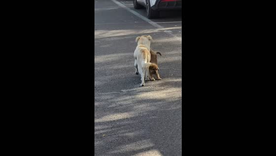 Dog carries a puppy by its feet and drags it along the road in Inner Mongolia, China