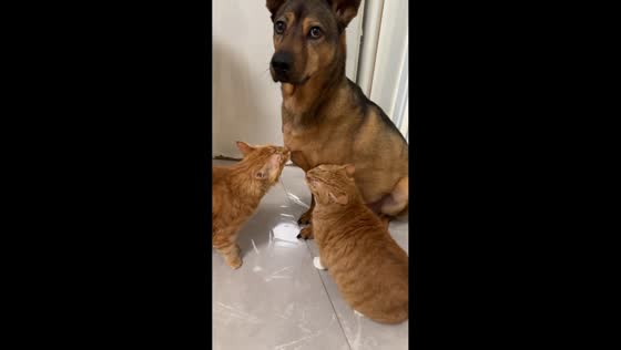 Tabby cats and dog share playful moment in Beijing, China