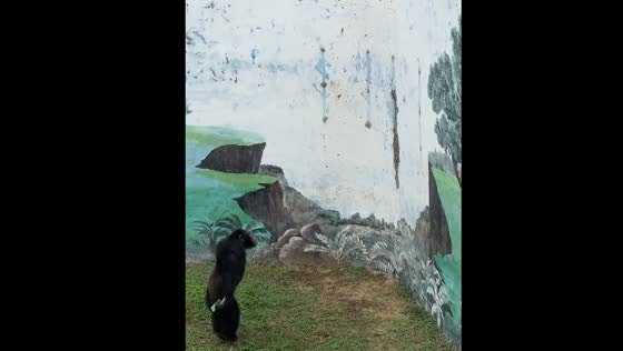 Primate throws power bank back to owner in Shandong zoo