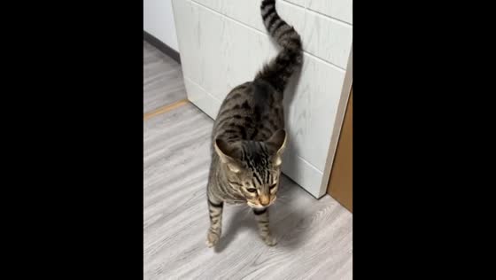 Cat accidentally scares itself with door in Shanxi, China