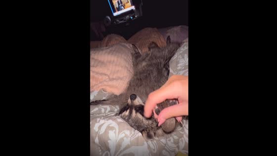 Enchanting Serpukhov slumber: meet Jim, the bed-loving pet raccoon!