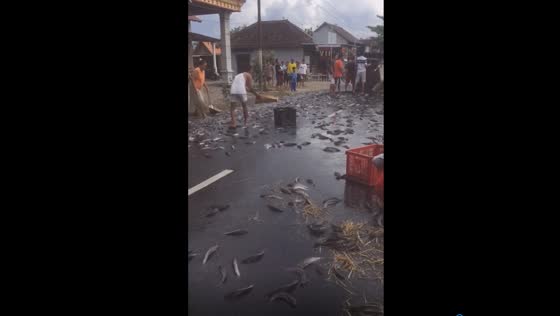 Unusual catfish deluge: road accident unleashes aquatic chaos