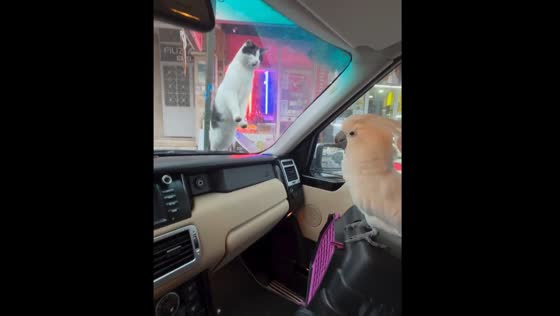 Stray cat shocked by parrot's performance in İstanbul