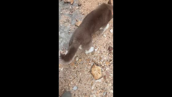 Puppy accidentally kicks thorn onto owner’s pants in Durango, Mexico