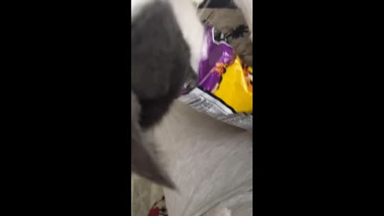 Cat digs into Cheetos bag and walks off with a snack in Metepec, Mexico