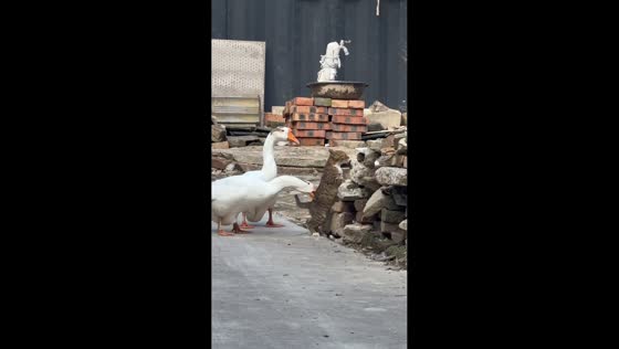 Cat hilariously fights back against a goose while perched on a pile of bricks in Anhui, China