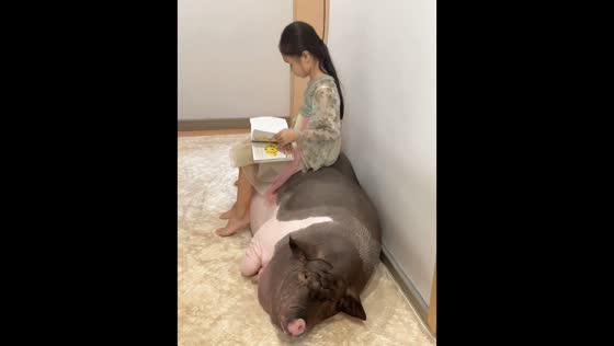 Girl uses napping pig as stool in Guangxi, China