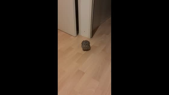 Woman discovers adorable owl unexpectedly inside her home in Tarquinia, Italy
