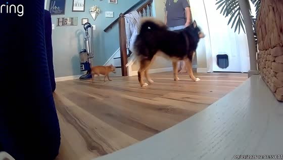Chihuahua tumbles down stairs as bigger dog checks on it Elkhart, USA