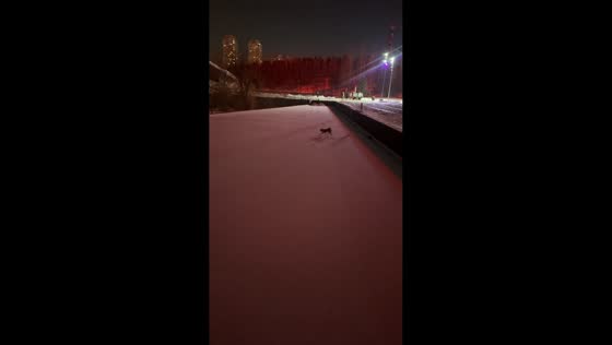 Puppy struggles through ice to reach owner in Jilin, China
