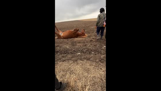 People help horse stand after struggling on ground in Neimenggu, China