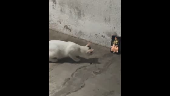 Curious cat with mobile phone in Kuala Lumpur, Malaysia