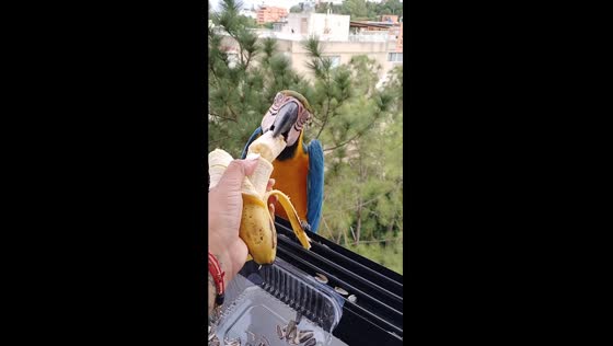 Venezuelan parrots answer call for bananas: a balcony feeding encounter