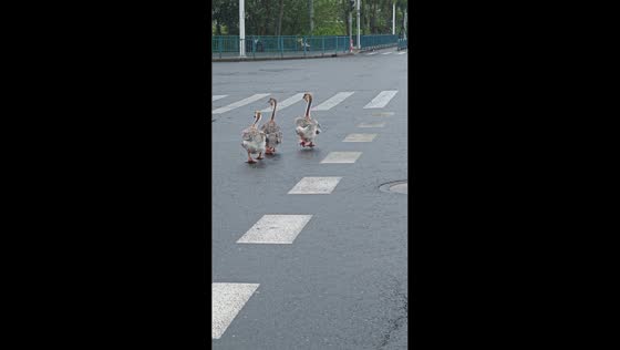 Three geese cross rainy street despite strong winds in Shanghai, China