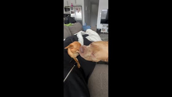 Playful pitbull and chihuahua share adorable moment in Calgary, Alberta, Canada