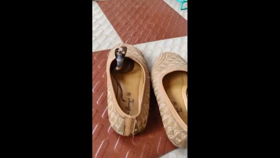Baby cobra found in shoe in Hubballi, Karnataka, India