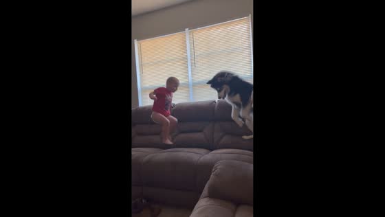 Toddler and husky jumping on the couch together in Johnson City, Tennessee, USA