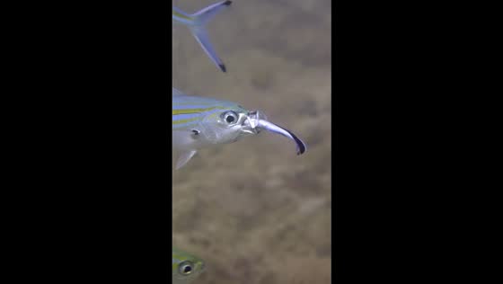 Mutualistic dental cleaning: bluestreak cleaner wrasse in action