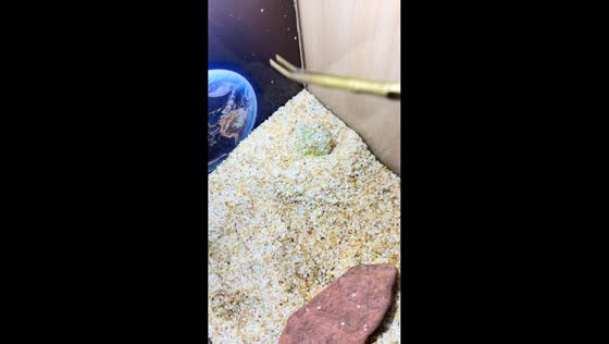 Horned frog resists being disturbed in glass enclosure in Liaoning, China