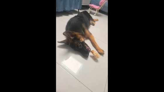 Tiny chicken playfully explores German Shepherd’s mouth in Guangdong, China
