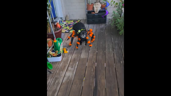 Pug in tarantula costume shocks viewers in Houston