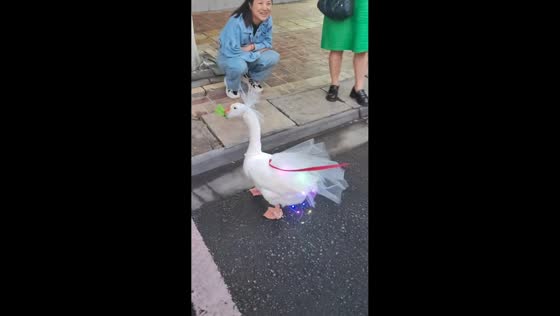 Woman walks stylish pet goose in Sichuan, China