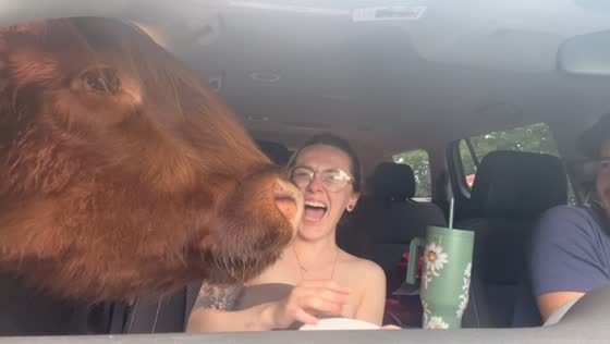 Couple feeds safari animals and gets surprised by alpaca in Hope Hull, Alabama, USA