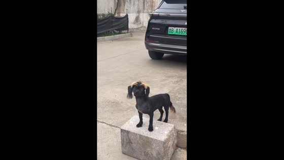 Dyed-hair dog spotted on the street in Shandong, China