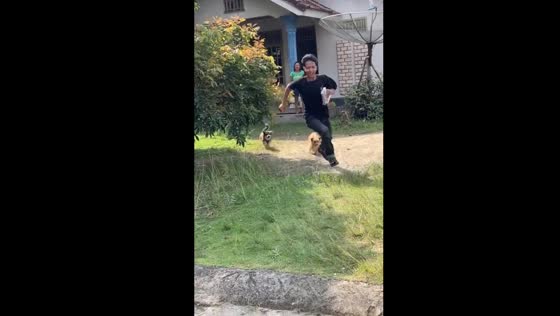 Man flees from dogs after visiting home in Lampung, Indonesia