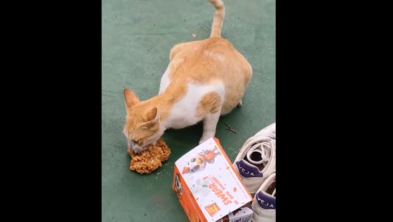 Cat caught stealing chicken in Bekasi