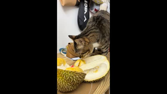 Cat tries to bury durian after sniffing it on table in Guangdong, China