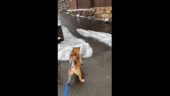 Dog vs. snowmelt water pipe: a hilarious encounter
