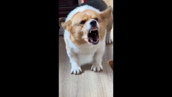 Corgi refuses to calm down in Jiangsu, China