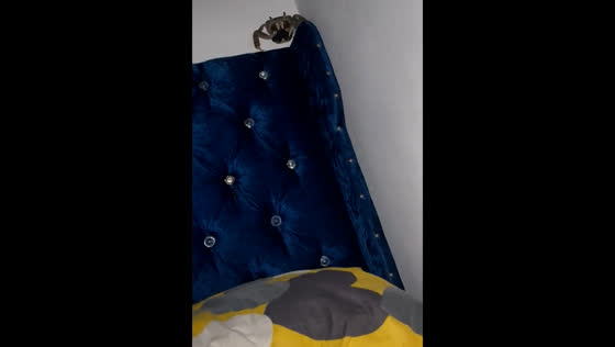 Large crab surprises TikTok user in Santo Domingo Este