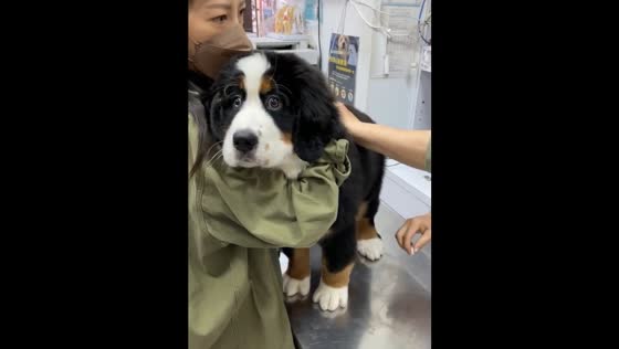 A cute Bernese Mountain Dog is scared to be vaccinated.