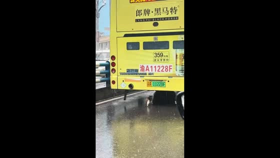 Kitten seeks shelter beside moving bus in Chongqing, China