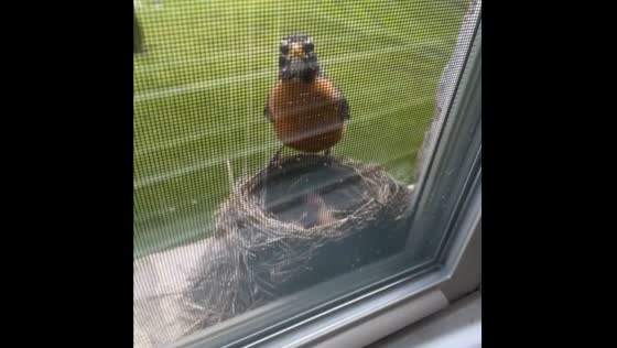 Intense encounter: mother bird's stern gaze