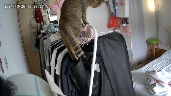 Cat topples clothes rack onto bed after climbing in Jiangsu, China
