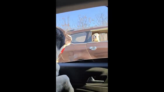 Dogs amusingly interact through car window in Hubei, China