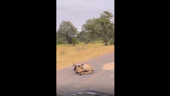 Serenity and brotherhood: two lions embrace in a playful manner in Kruger National Park