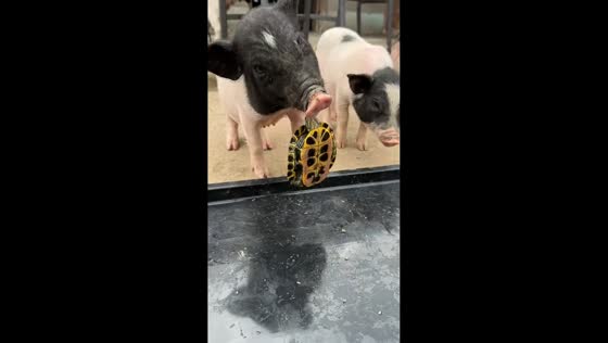 Piglet startled after turtle bite during playful interaction in Anhui, China