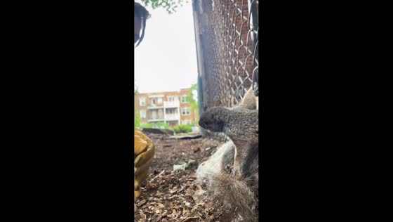 Proper rescue of squirrel stuck in fence in Montreal, Canada