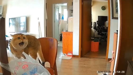 Security video captures cat mumbling angrily in Sichuan, China