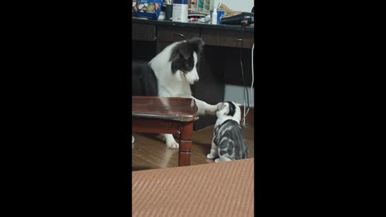 Playful Border Collie irritates cat with repeated head taps in Zhejiang, China