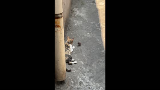 Cat and mouse face each other without moving in an alley in Surakarta, Indonesia