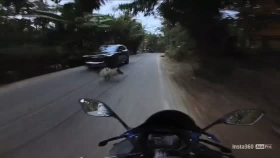 Pig causes road accident in Hainan, China