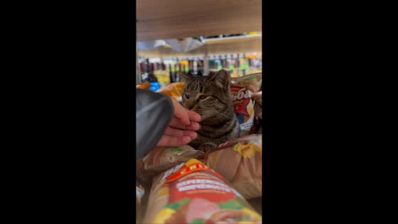 Friendly cat relaxes among chip bags in Polatsk, Belarus