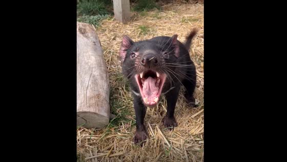 Tasmanian devil makes sounds during interaction in Tasmania