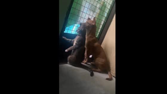 Cat and dog eavesdropping on neighborhood drama