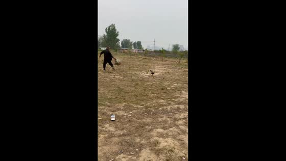 Man plays with chicken in humorous rural moment in Henan, China
